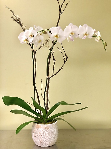 White Orchid Elegance