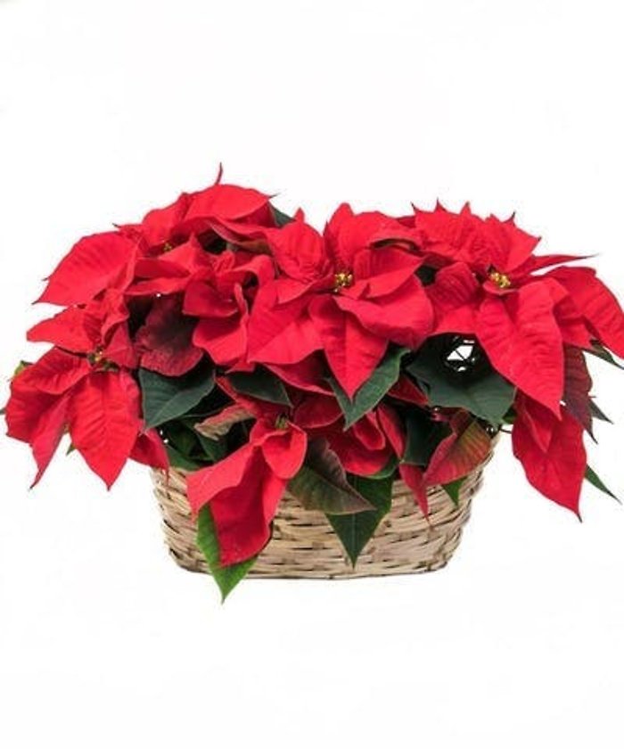 Double Red Poinsettia Basket