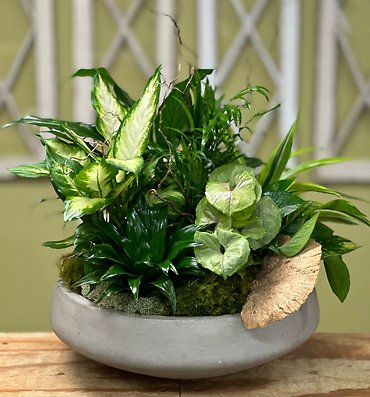 Modern Garden