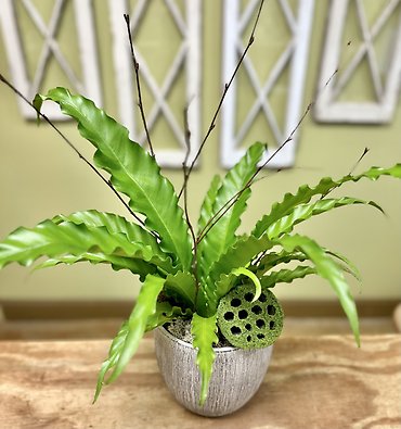 Birdnest Fern