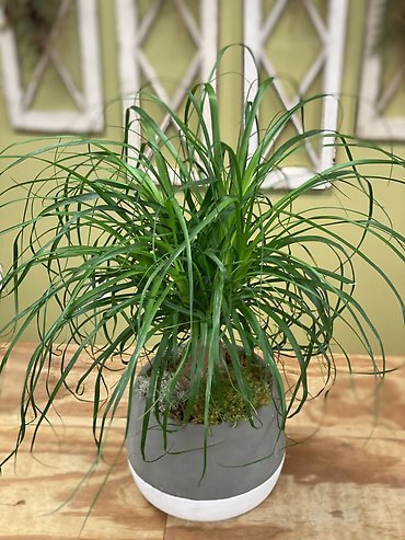 Ponytail Palm