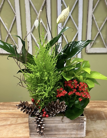 Holiday Cypress Garden