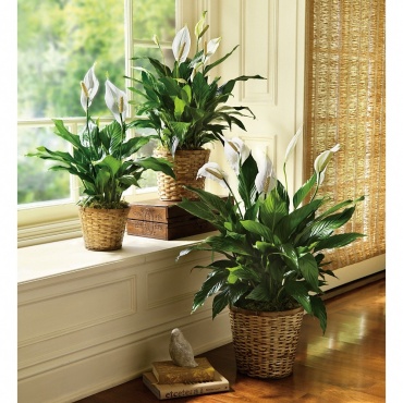 Simply Elegant Spathiphyllum - Small