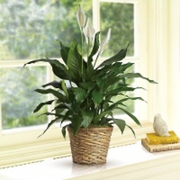 Peace Lily (Spathiphyllum)