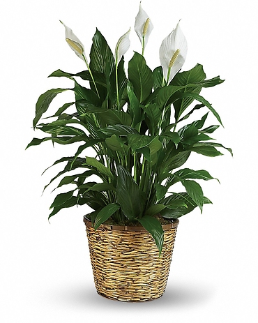 Simply Elegant Spathiphyllum -10\"
