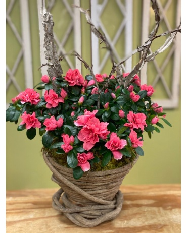 Azalea Basket