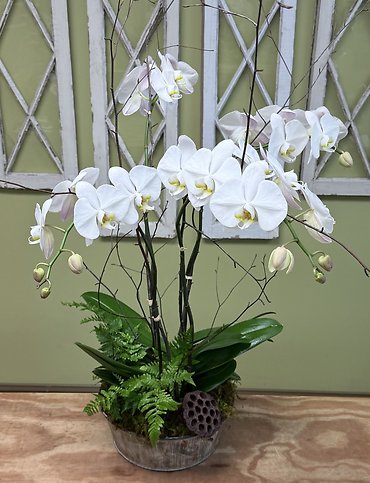 Orchids Galore