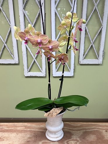 Kaleidoscope orchid