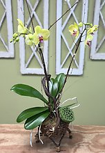 Vibrant Orchid