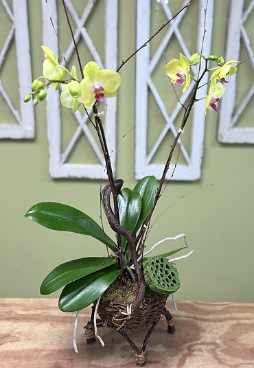 Vibrant Orchid